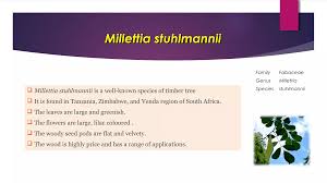 Image result for Millettia bussei