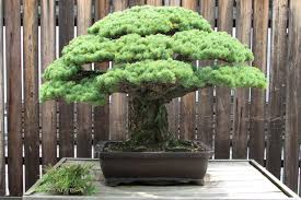 Most were north american trees that i started as seeds or seedlings. 40 Most Popular Pinus Aristata Bonsai Care Pink Wool
