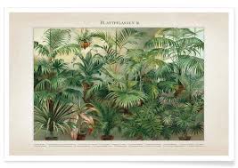 Vintage Botanical Posters Vintage Plant Flower Prints Juniqe