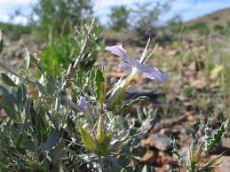Image result for Barleria rigida