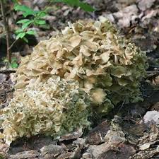 Image result for Polyporus pendulus
