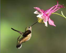 Pin On Birds