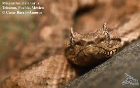 Image result for Pycreus melas