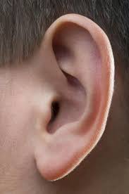 Top 11 Doctor Insights On What Does It Mean When The Inside Of My Ear Is Always Itchy Healthtap Ear Anatomy Human Ear Anatomy Reference