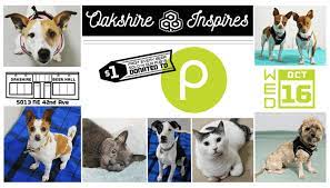 The group planned and advertised adoption events and offered reduced adoption fees to attract as many people as possible, all in hopes of getting cats in shelter cages out of harm's way and into homes. The Pixie Project Events Non Profit Animal Shelter And Rescue Dog And Cat Adoptions Pet Adoption In Portland Oregon 97232