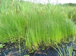 Image result for Eleocharis setifolia