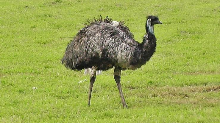 Mga resulta ng larawan para sa Emu bird"