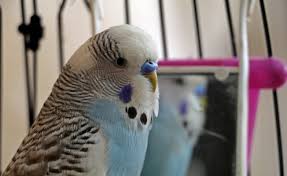 muhabbet kusu pasa dan turkiye maske tak cok yasa uyarisi