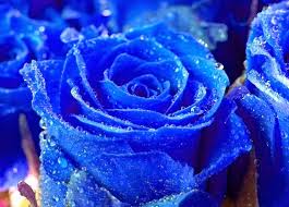 ¿cuál es el significado del color azul?: Significado De Las Rosas Todo Lo Que Debes Saber Sobre Ello