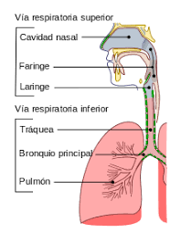 Resultado de imagen para emergencias respiratorias definicion