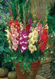 Depending on the cultivar, gladiolus take anywhere from 60 to 120 gladiolus corms can vary in size, depending on the type of glad you're planting. Gladiolus Care How To Store Gladioli Bulbs For Winter Season