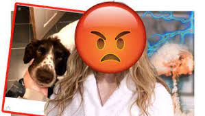 Ja, vierbeinige freunde nehmen ihren besitzern viel ab. Dieses Susse Hunde Video Crasht Beinahe Beziehung Omg