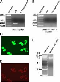We did not find results for: Plasma Membrane Associated Transcription Of Cytoplasmic Dna Pnas