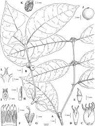 Image result for Polysphaeria multiflora
