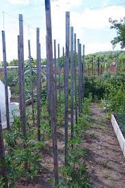 Tips and inspiration to get growing. How To String Train Tomatoes New Way To Stake Tomatoes