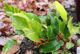 Image result for Pyrrosia rhodesiana