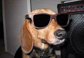Maybe you would like to learn more about one of these? Dogs With Sunglasses Home Facebook