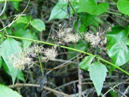 Image result for Rutidea fuscescens