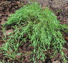 Image result for Dyschoriste radicans