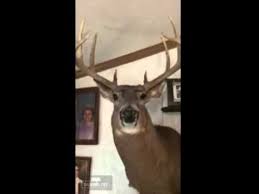 This Is The Most Hilarious Thing Ever Deer Hunting Humor Funny Talking Funny Deer