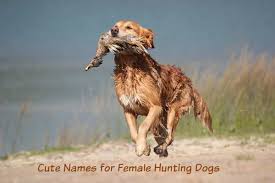 Especially if your femme fatale seems born to take on an alpha role in her own life….and yours. 45 Cute Names For Female Hunting Dogs Pethelpful