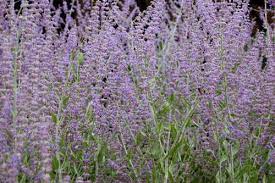 We did not find results for: Perovskia Planting Pruning And Advice On Caring For It