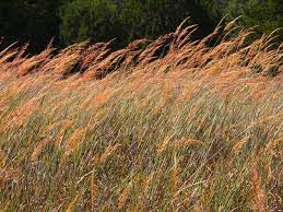 Sorghastrum Nutans Yellow Indiangrass Is A North American Perennial Prairie Bunchgrass Found In The Central And Prairie Planting Plant Images Grasses Garden