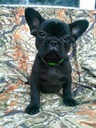 Maybe you would like to learn more about one of these? French Bulldog Puppy Dog For Sale In Peoria Illinois