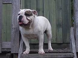 English bulldog pet insurance from petsbest is less expensive than american bulldog pet insurance, which is relatively rare with pet insurance companies. Australian Bulldog Dog Breed Information And Pictures