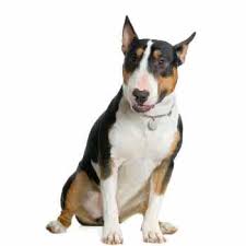 Image result for bulteriér