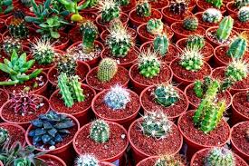 How to care for cacti and succulents. How To Care For Cactus And Succulent Plants By Gardening Info Online Medium