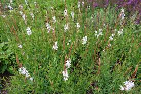 Image result for Oenothera lindheimeri