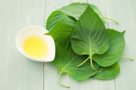エゴマとは 葉の栄養や効能は Horti ホルティ By Greensnap