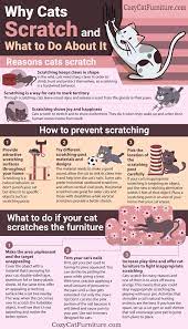 Pin On Cat Advice Tips