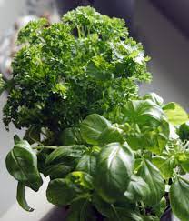 Smart gardening, pflege vom orangenbaum in der wohnung » die wichtigsten tipps, zimmergarten, ein indoor minigarten für wohnungen und, fensterbank innen mit blumen verschönern: Krauter In Der Wohnung Anbauen Freudengarten
