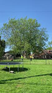 Image result for Green 1990 Houston Light and Power