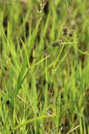 Image result for Fuirena abnormalis