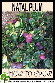 We did not find results for: Natal Plum How To Grow Care