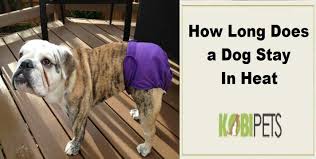 How long does a dog stay in heat. How Long Does A Dog Stay In Heat Kobi Pets