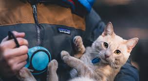 Sterilizzazione Gatto E Una Scelta Giusta
