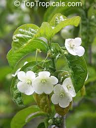 Image result for Wajira grahamiana