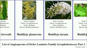 Image result for Aptosimum lineare