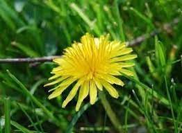 Edible Flowers 10 Flowers You Can Eat Invasive Plants Chronic Kidney Disease Natural Alternative