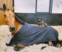 We did not find results for: Jessica Springsteen Jessicaspringsteen Instagram ç…§ç‰‡å'Œè§†é¢'