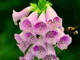 A bush with dark, shiny leaves and large white, pink, or red flowers that are similar to roses. 55 Best Pink Flowers With Names And Pictures Florgeous