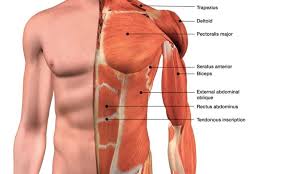 Anatomy of upper chest chest anatomy diagram diagrame of the stomach and chest upper enlarge anatomy of the thymus gland drawing shows the thymus gland in the upper chest under location. 13 Best Chest Exercises And Workouts For Men Fitwirr