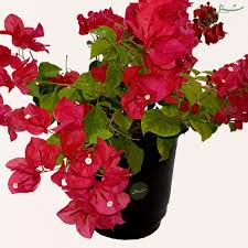 Maybe you would like to learn more about one of these? Bougainvillea Mashtal Garden Centers