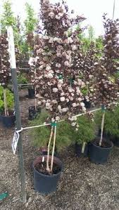 We did not find results for: 64 ç´«å¶é£Žç®±æžœ Physocarpus Opulifolius Summer Wine Ideas Summer Wines Plants Ninebark Shrub