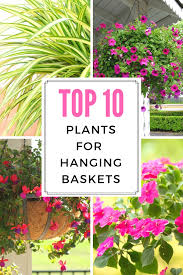 Top 10 Plants For Hanging Baskets Gardening Know How S Blog Hanging Plants Outdoor Plants For Hanging Baskets Hanging Flower Baskets