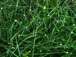 Image result for Kyllinga